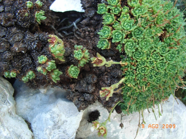 Monte Miletto - Saxifraga sp.